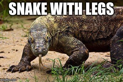 snake with legs meme|rare venomous snake with legs.